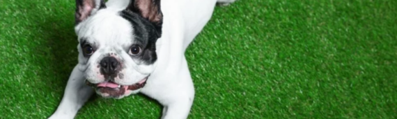 ▷Keep Artificial Grass Clean While Having Dogs In Santee