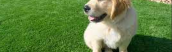 ▷Features That Make Pet-Friendly Artificial Grass Safe And Beneficial Santee