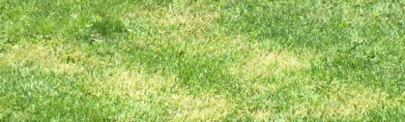 ▷4 Reasons Your Artificial Grass Is Turning White Santee