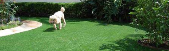 ▷7 Tips To Create Pets Space With Artificial Grass Santee