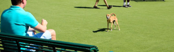 ▷5 Tips For Dog Park Makeover With Artificial Grass In Santee