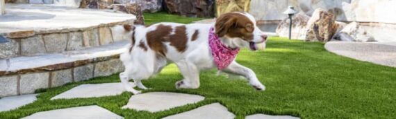 ▷5 Reasons That Artificial Grass Is Best Option For Pet Owners In Santee